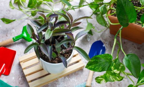 Zdrowe rośliny w domu – skuteczne metody na walkę z szkodnikami