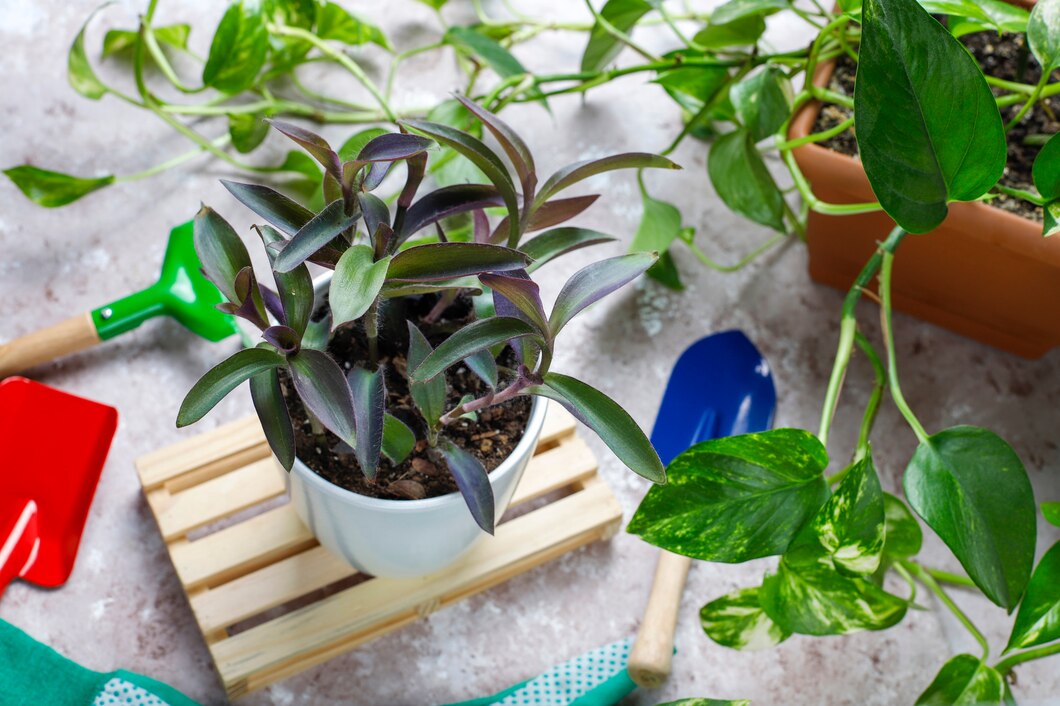 Zdrowe rośliny w domu – skuteczne metody na walkę z szkodnikami