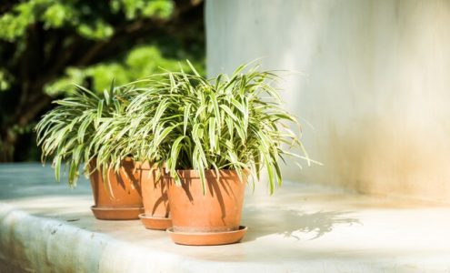 Jak wybrać efektowne rośliny do ozdobnych donic na twój ogród?