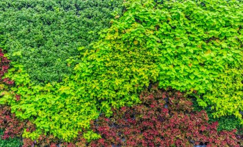 Kreatywne sposoby na wykorzystanie roślin pnących w ogrodzie