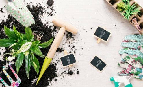 Jak wybrać odpowiedni nawóz do różnych rodzajów roślin ogrodowych?