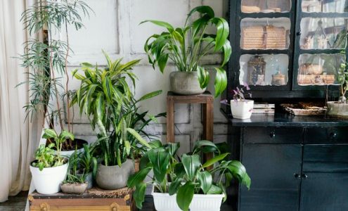 Zielone azyle: Jak wprowadzić rośliny do wnętrza, tworząc harmonijną przestrzeń