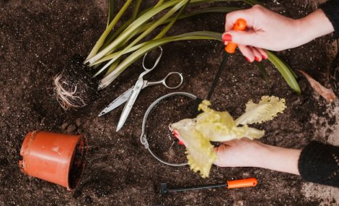 Naturalne sposoby na zwiększenie bioróżnorodności w przydomowym ogrodzie